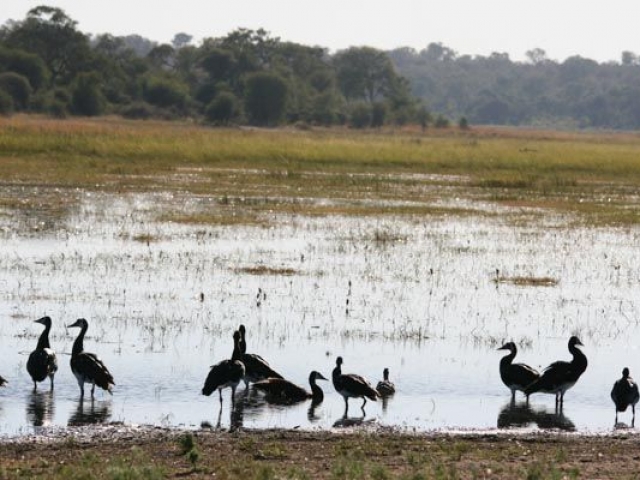 Mahango National Park, Caprivi Strip, Namibia