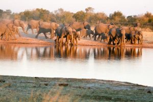 Elephant herds, Hwange, Zimbabwe