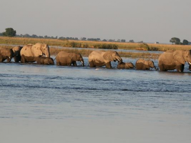 Elephants crossing the Chobe River, Chobe National Park, Botswana