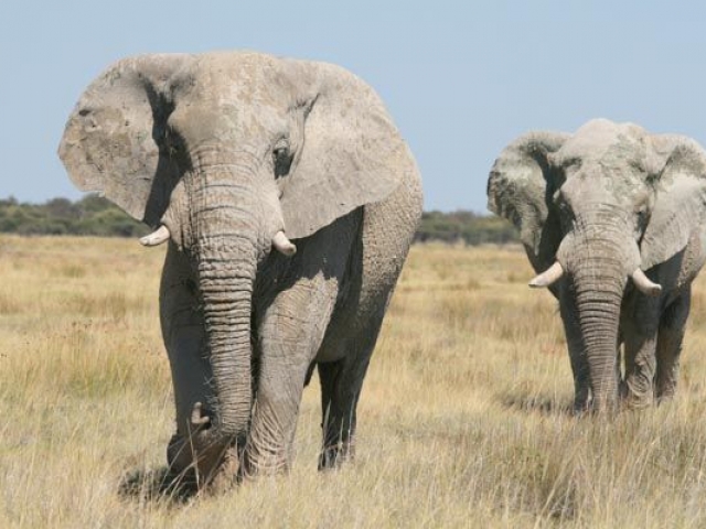 Elephants, Etosha National Park, Namibia