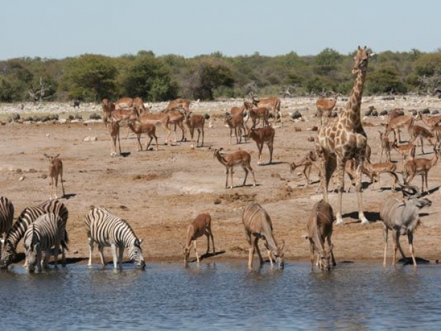 Waterhole, Etosha National Park, Namibia