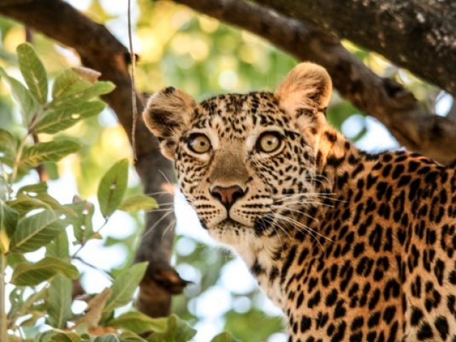 Female leopard, Moremi Game Reserve, Botswana