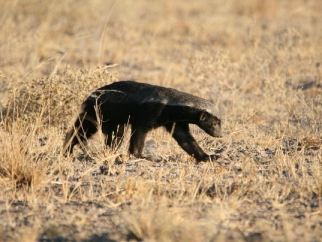 Honey badger, Central Kalahari Game Reserve, Botswana