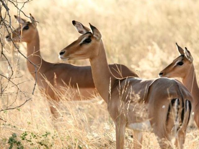 Impala, Savute, Chobe National Park, Botswana