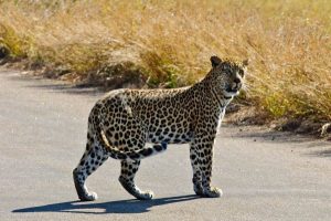 Kruger leopard, South Africa