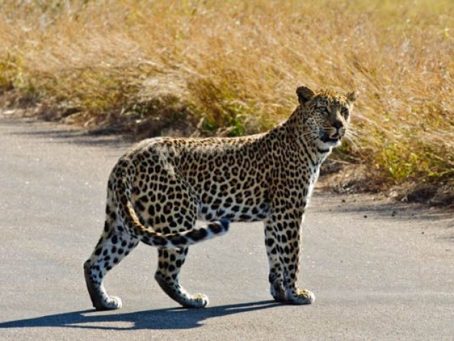 Captivating Kruger &amp; Mozambique Mosaic