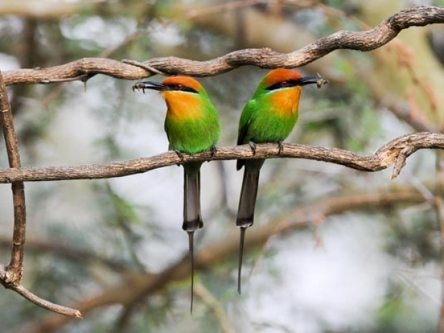 Bee eaters