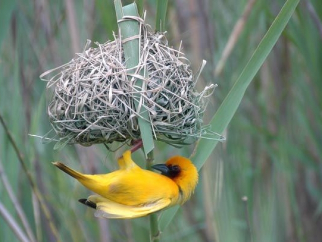 Weaver bird