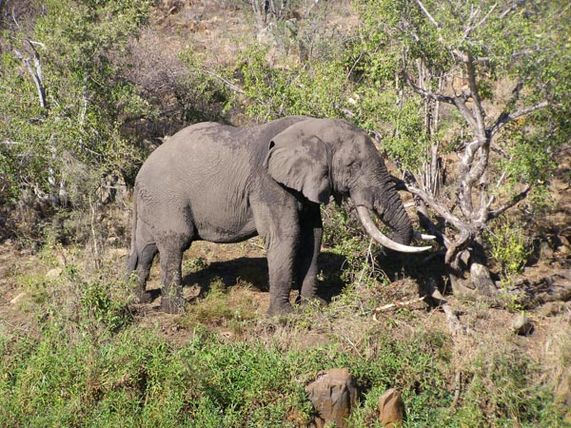 Gorongosa, Mozambique