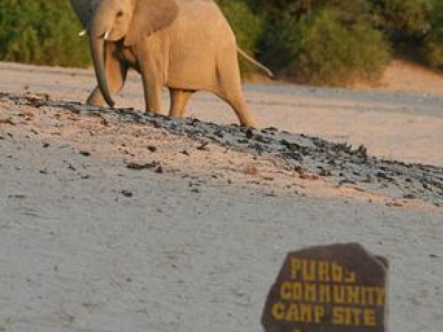 Desert elephant, Puros Community Campsite, Damaraland, Namibia