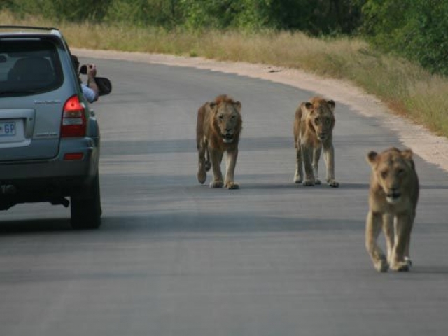 Self-drive in Kruger National Park