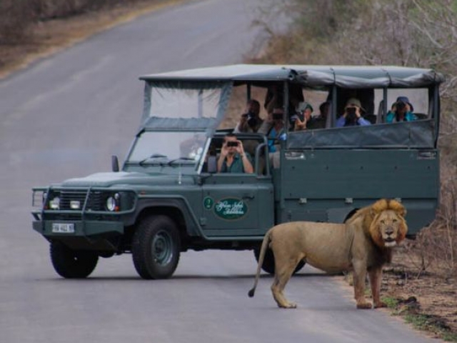 Kruger Under Canvas, open safari vehicle at lion sighting!