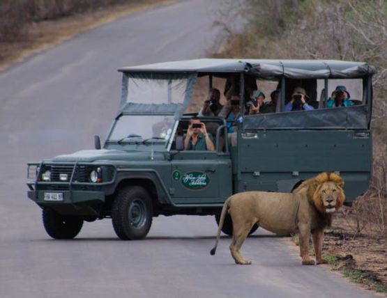 Kruger Under Canvas, open safari vehicle at lion sighting!