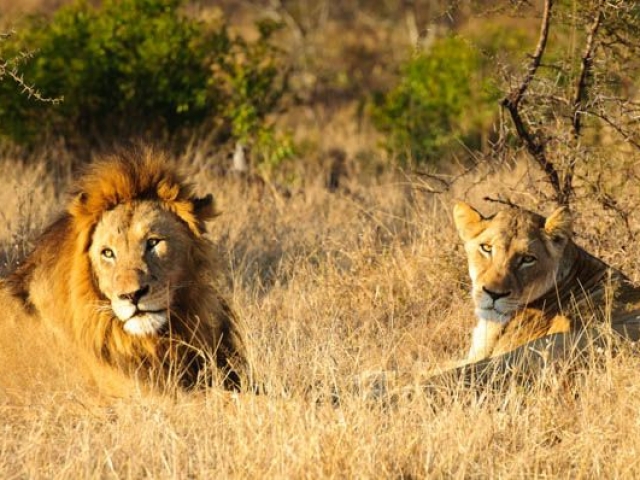 Kruger Under Canvas, lion sighting