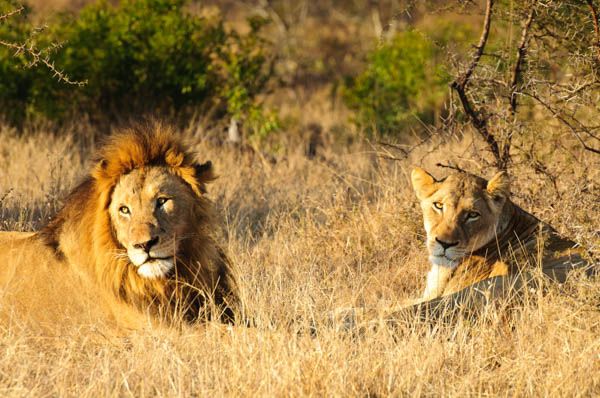 Kruger Under Canvas, lion sighting