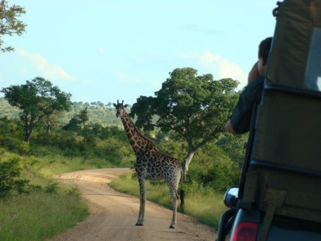 Kruger Under Canvas, giraffe perfectly posing!