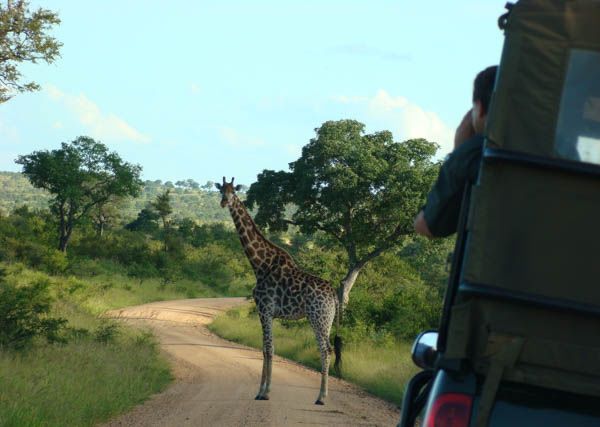 Kruger Under Canvas, giraffe perfectly posing!