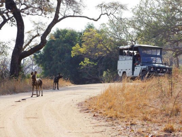 Kruger Under Canvas, wild dog sighting!