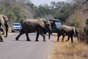 Kruger National Park, South Africa, elephant