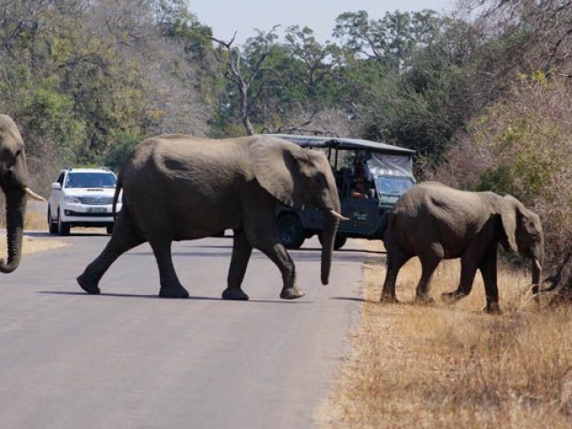 Kruger Under Canvas, elephant have right of way!