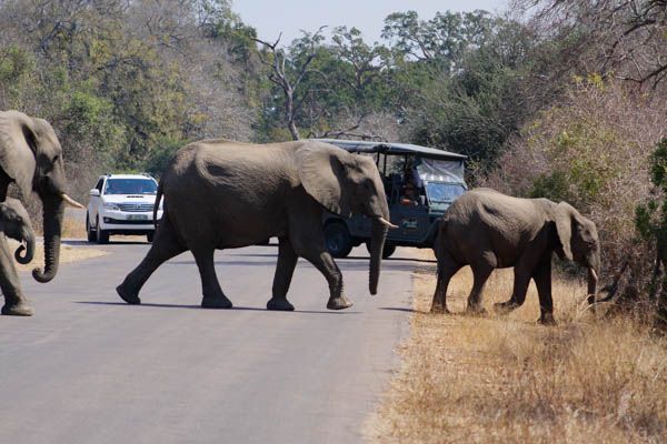 Kruger Under Canvas