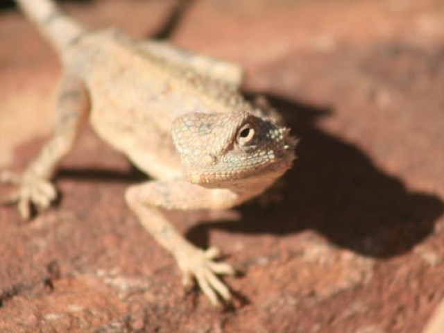 Unique desert fauna, Namibia