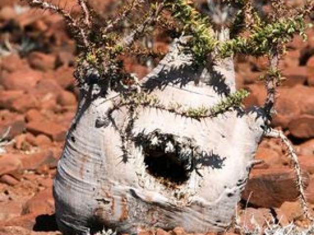 Unique desert fora, Namibia