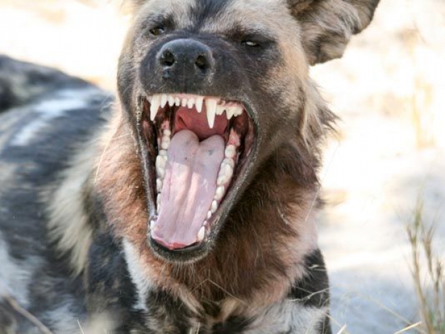 Wild dog yawning, Savute, Chobe National Park, Botswana