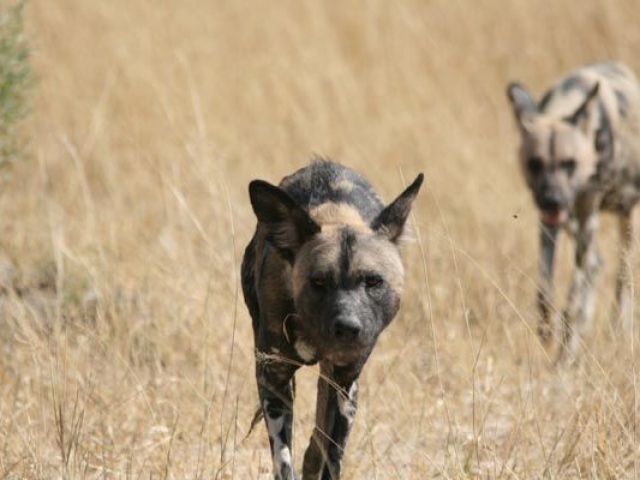 Wild dogs, Moremi Game Reserve, Botswana