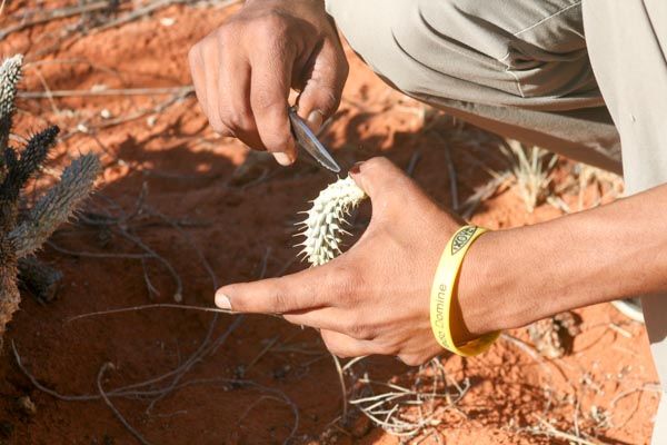 Learning about bush foods with the #Khomani San, Kalahari, South Africa