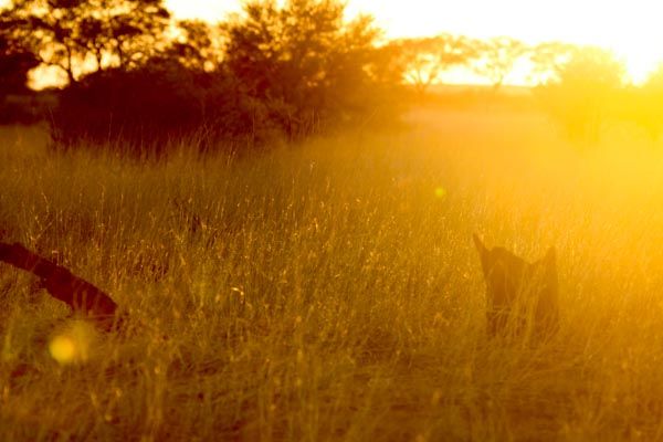 Golden light in the Kgalagadi Transfrontier Park, South Africa