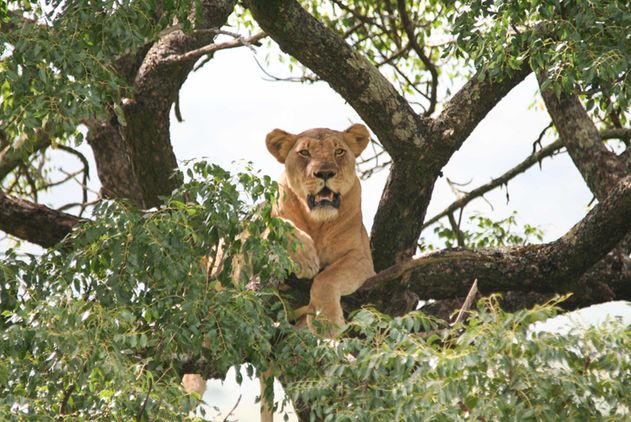 Lion hanging out in a tree, Hluhluwe National Park, Kwa-Zulu Natal, South Africa