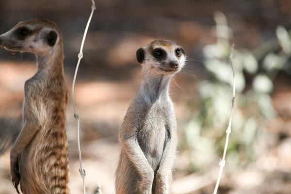 Meerkats, Kgalagadi Transfrontier Park, South Africa