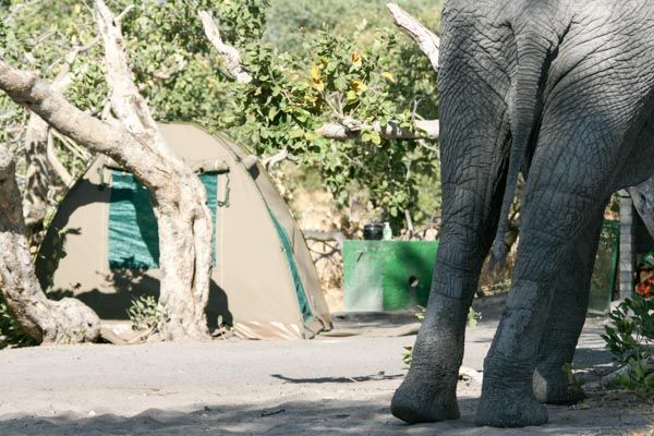 Camping, Savute