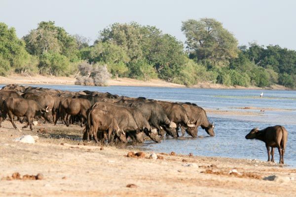 Buffalo herd drinking, Chobe Waterfront, Chobe National Park, Botswana