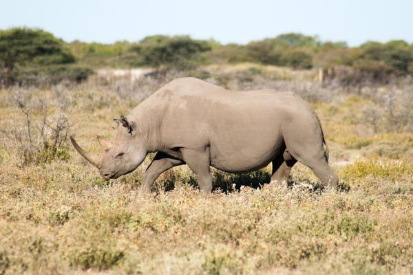 Black rhino, Etosha National Park, Namibia