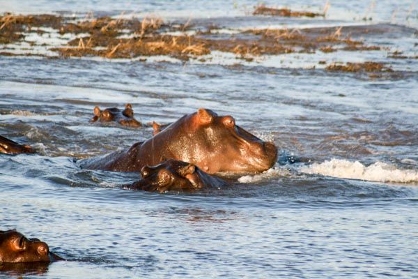 Chobe River hippo, Chobe National Park, Botswana