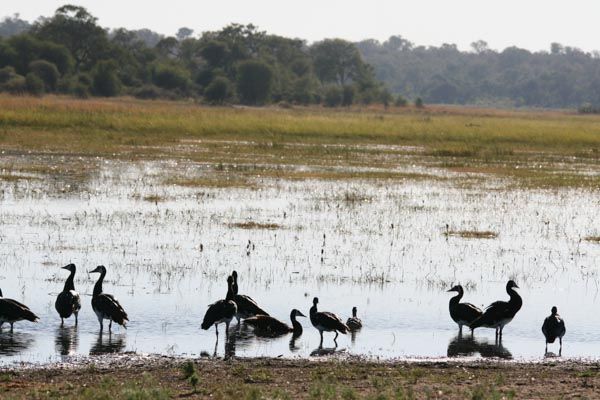 Mahango National Park, Caprivi Strip, Namibia