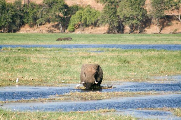 Elephant, Chobe River Cruise, Chobe National Park, Botswana