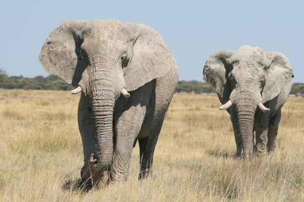 Elephants, Etosha National Park, Namibia
