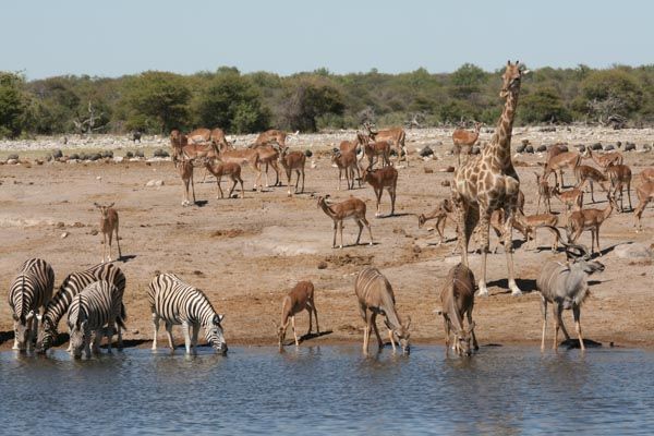 Waterhole, Etosha National Park, Namibia