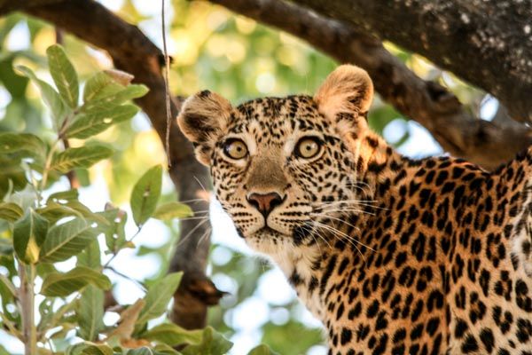 Female leopard, Moremi Game Reserve, Botswana