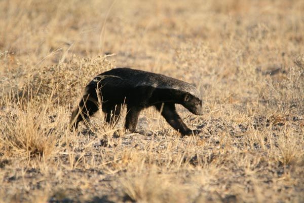 Honey badger, Central Kalahari Game Reserve, Botswana
