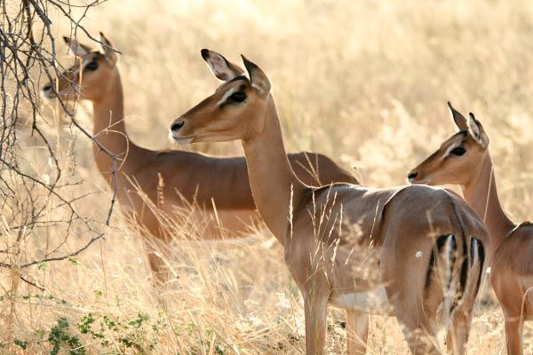 Impala, Savute, Chobe National Park, Botswana