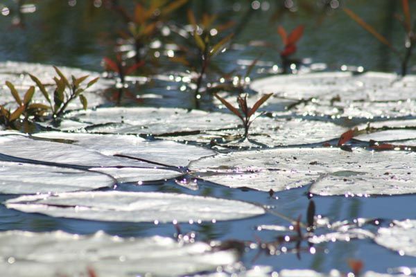 Lily pads, Okavango Delta, Botswana