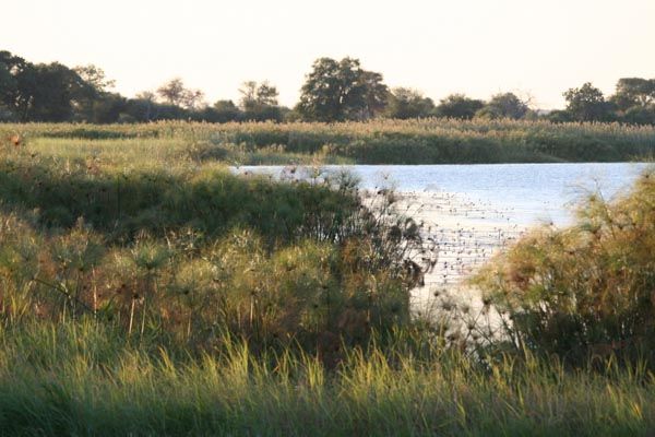 Mahango National Park, Caprivi Strip, Namibia
