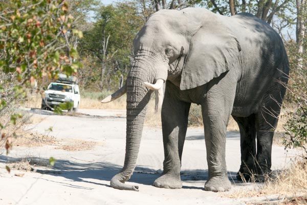 Elephant block, Moremi Game Reserve, Botswana