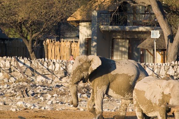 Okaukuejo Waterhole, Etosha National Park