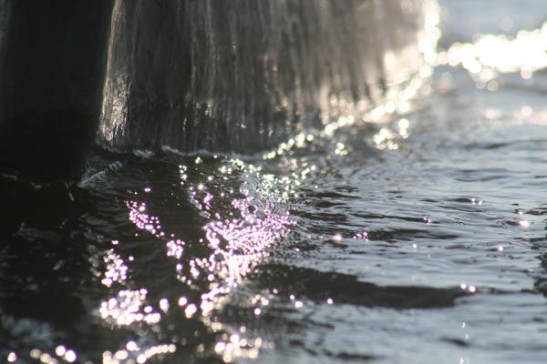 Sparkling water dripping off a mekoro pole, Okavango Delta, Botswana