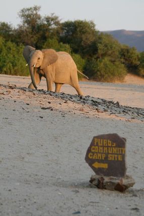Desert elephant, Puros Community Campsite, Damaraland, Namibia